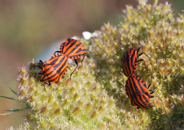 Graphosoma lineatum in sequenza